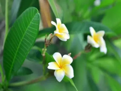 你认识吗?这些以“鸡”为名的植物